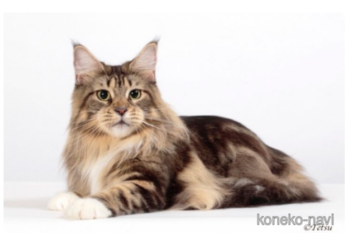 三浦真理ブリーダーの詳細